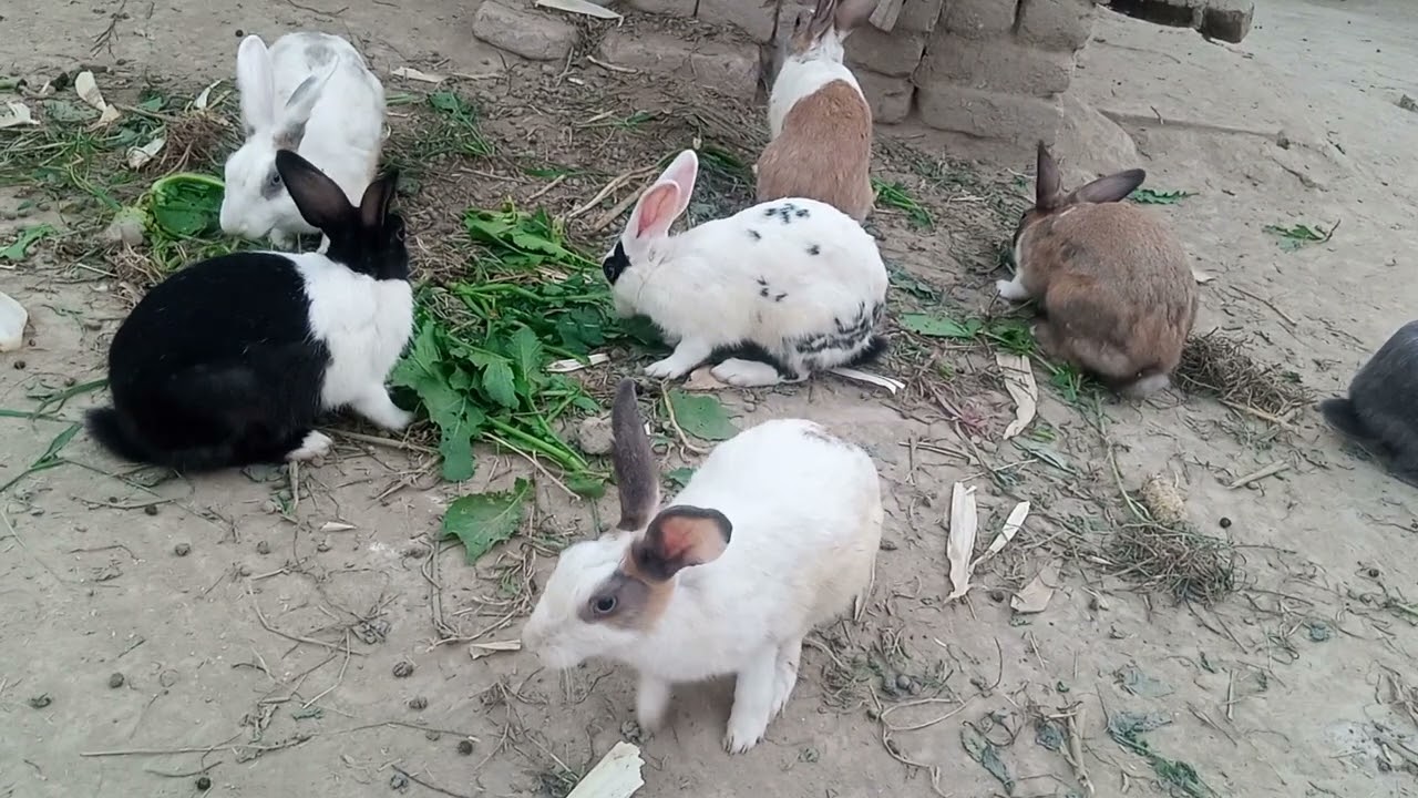 Cute Rabbits | Rabbits Short Video 2025 | Cute Bunnies | Rabbits and Bunnies | Funny Farm animal 