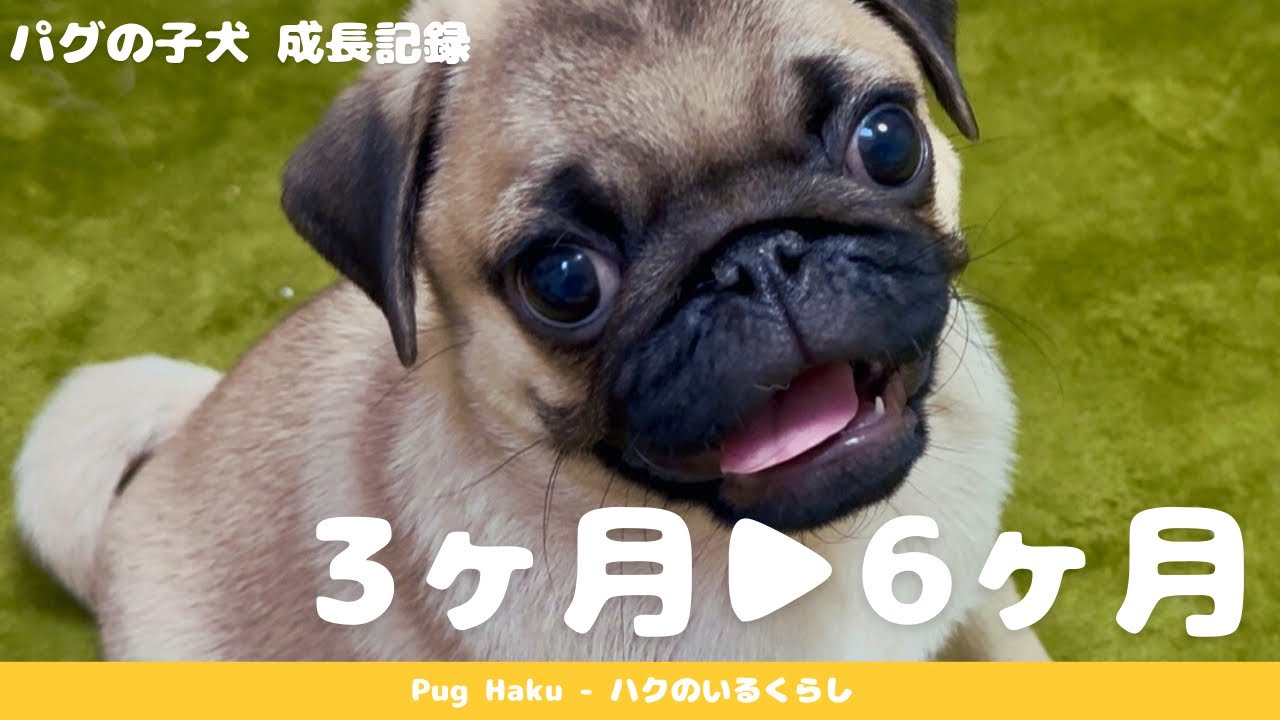 【パグ子犬】生後3ヶ月～6ヶ月の成長記録