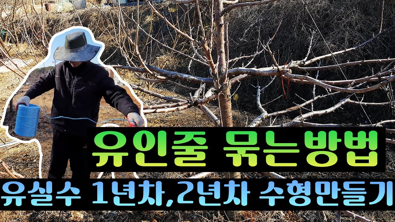 유인줄 묶는방법,유실수 1~2년차 수형만들기