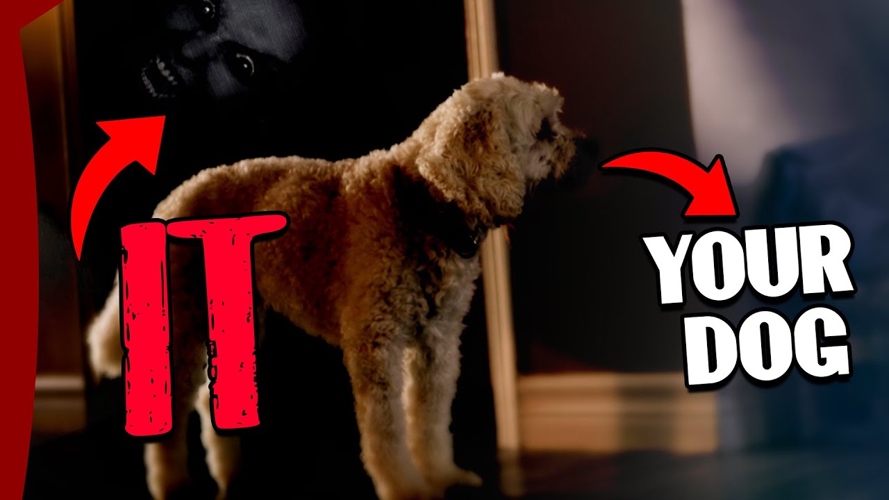 What Caught This Dog Off Guard | Horror Story | Scary Story