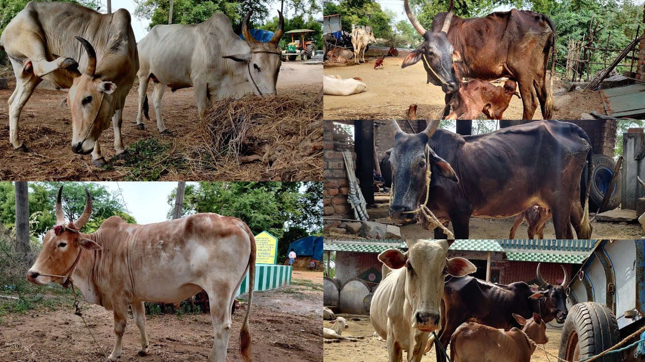 தொண்டை மண்டல நாட்டு மாடுகள் வளர்ப்பும் பண்புகளும் | Country cow from Thondai Region |Uzhavan tv
