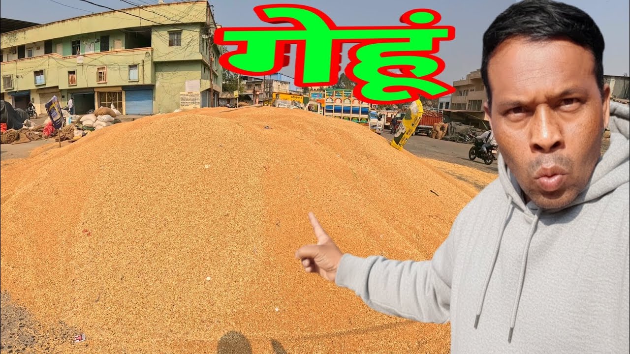 गेहूं मंडी ❤️ गेहूं का वीडियो मंडी की ताजा खबर सोना मोती गेहूं का भाव #food #spcity #vlog #video 