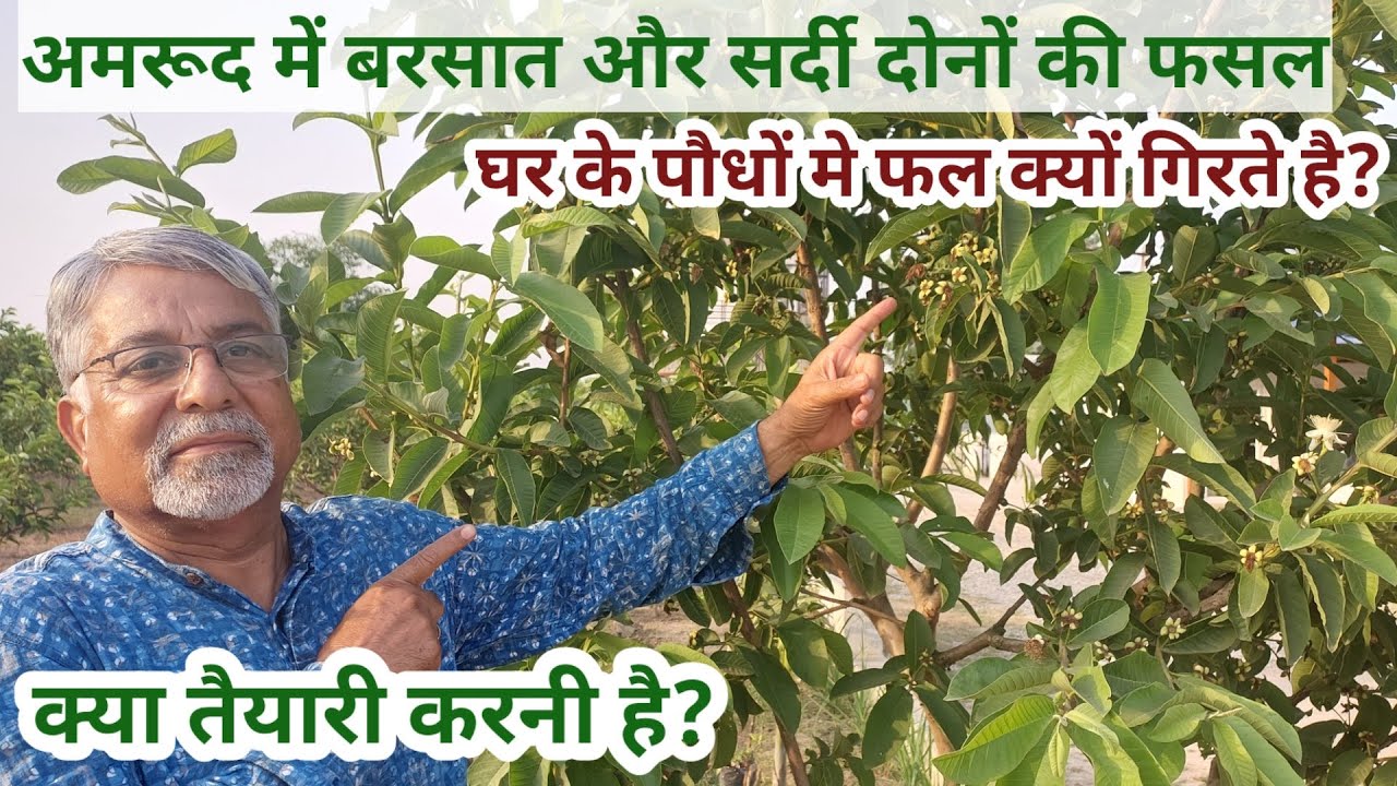 378. अमरूद की बरसात के साथ सर्दी की फसल। Guava rainy and winter crop together.