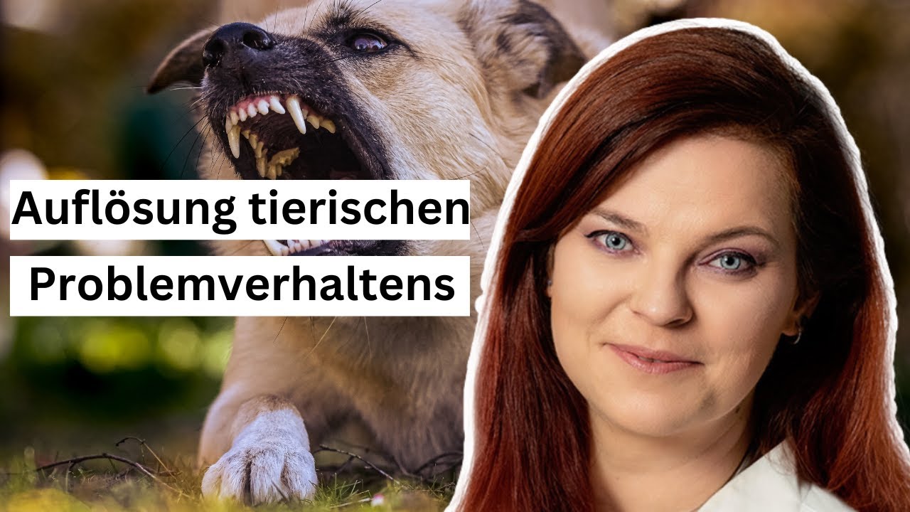 Problemverhalten bei Tieren mit Tierkommunikation auflösen