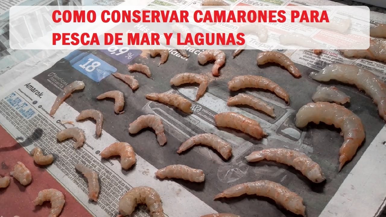 #carnadas #burriqueta #pejerrey Como Preparar el Camaron para Pescar en el Mar