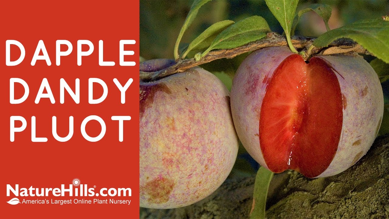 Dapple Dandy Pluot  | NatureHills.com