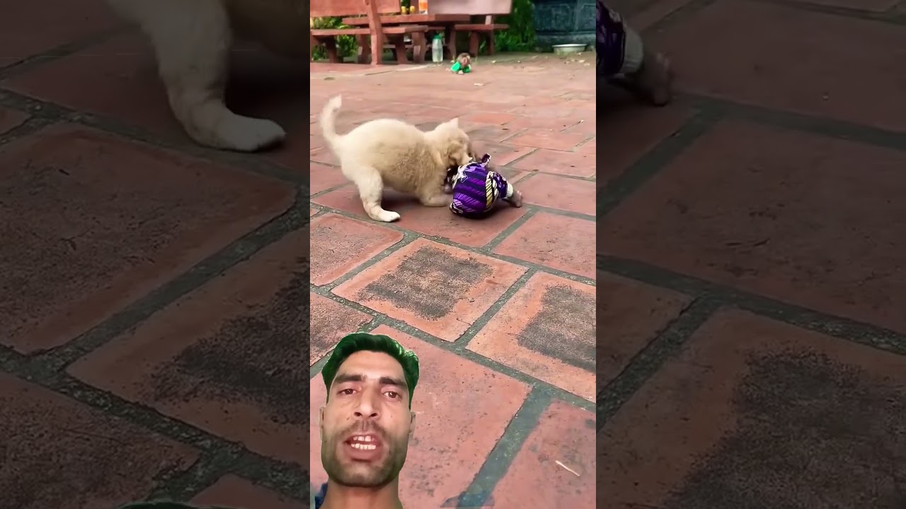 monkey baby dog baby fight 🥰 #greenscreen #cute #funny #animals