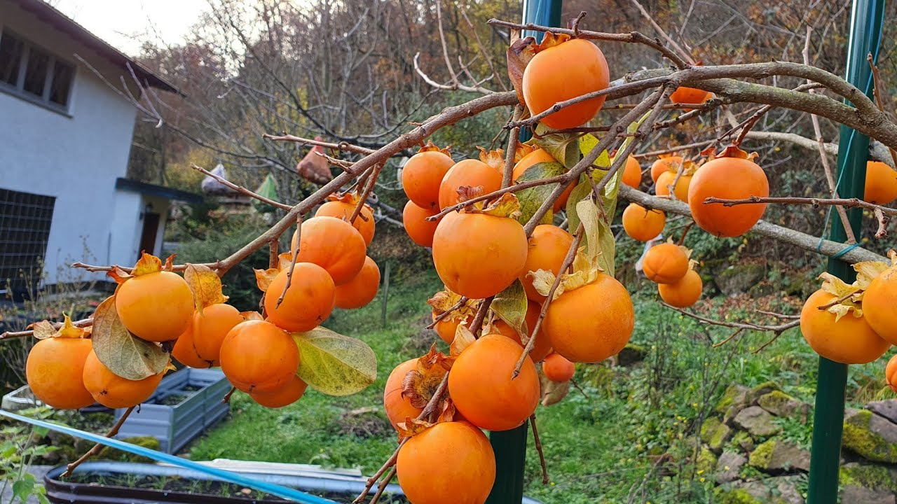 Hồng chín đỏ cây 