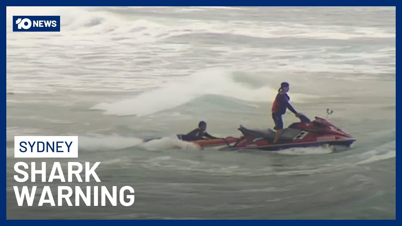 Heavy Rain Triggers Shark Warning Across Sydney | 10 News