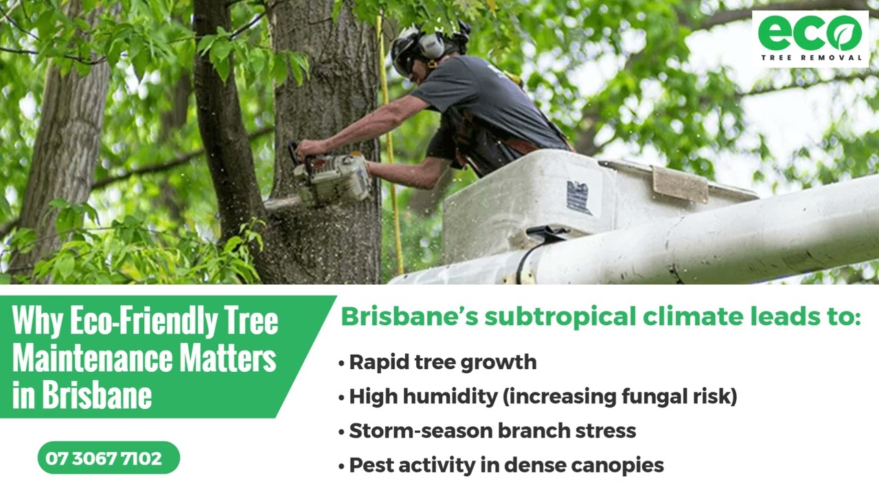 Eco-Friendly Tree Pruning Brisbane | Sustainable Tree Care by Qualified Arborists