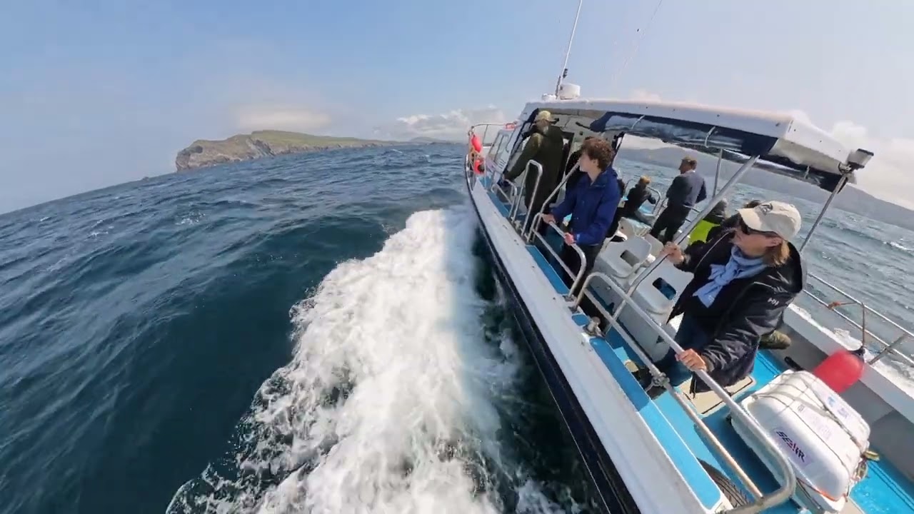 Irish Dolphins