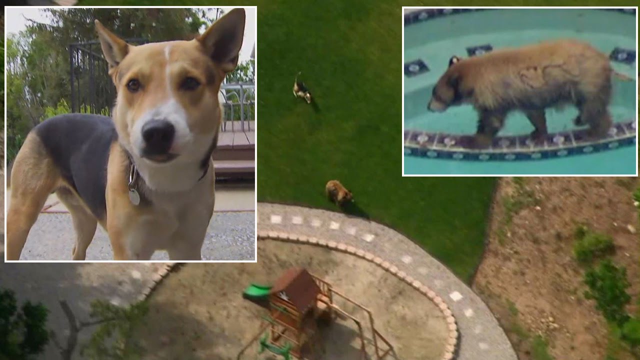 Watch a Dog Chase Away a Bear From Homeowner's Backyard