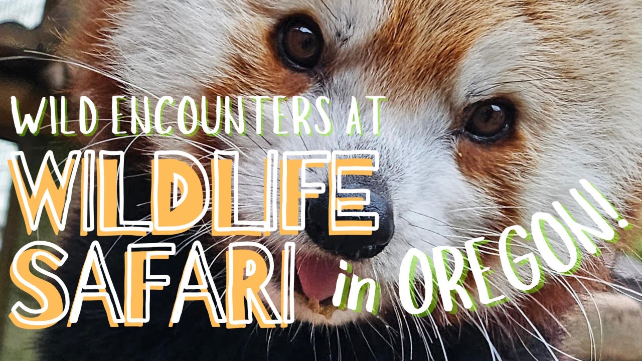 WILD ENCOUNTERS IN OREGON! 🐯🐘