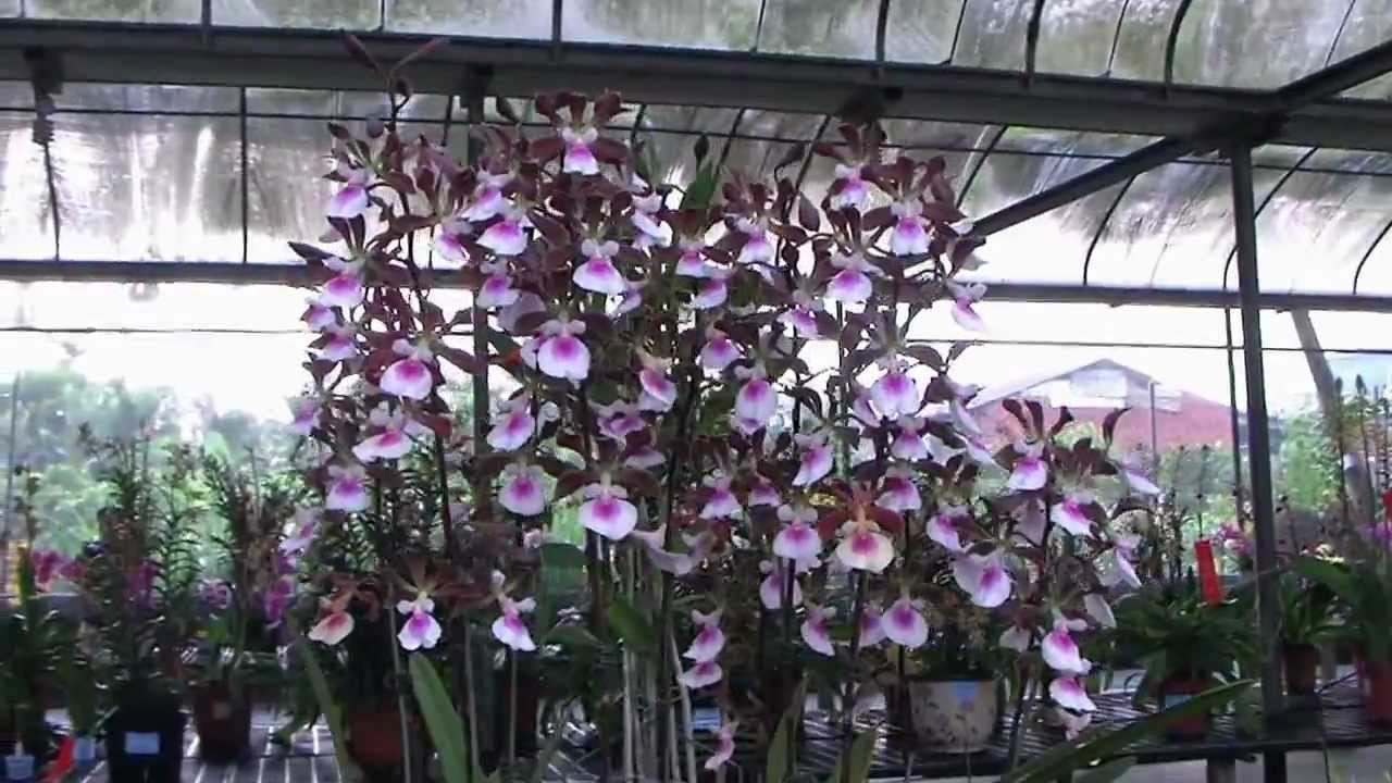 2012.03.24 屏東九如北玄宮台灣蘭花節(一)