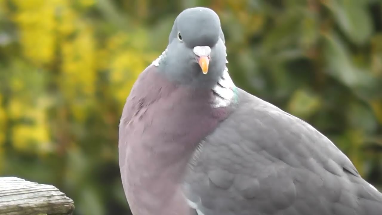 Wood Pigeon Call HQ HD