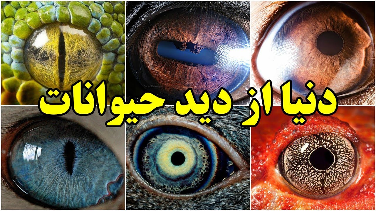 چشم حیوانات دنیا را چگونه می بیند؟