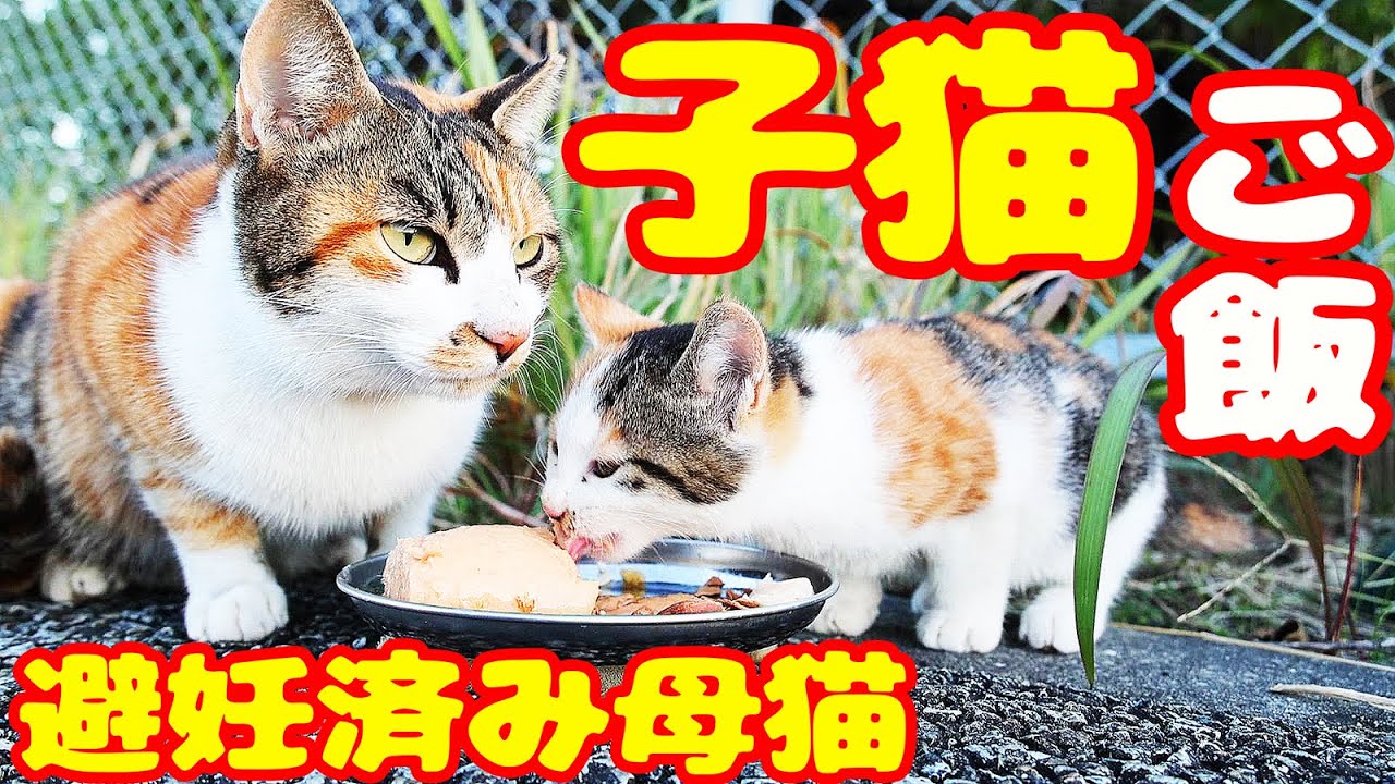 子猫と避妊済みの母猫にご飯をあげたら・・・ さくらねこと子猫への給餌