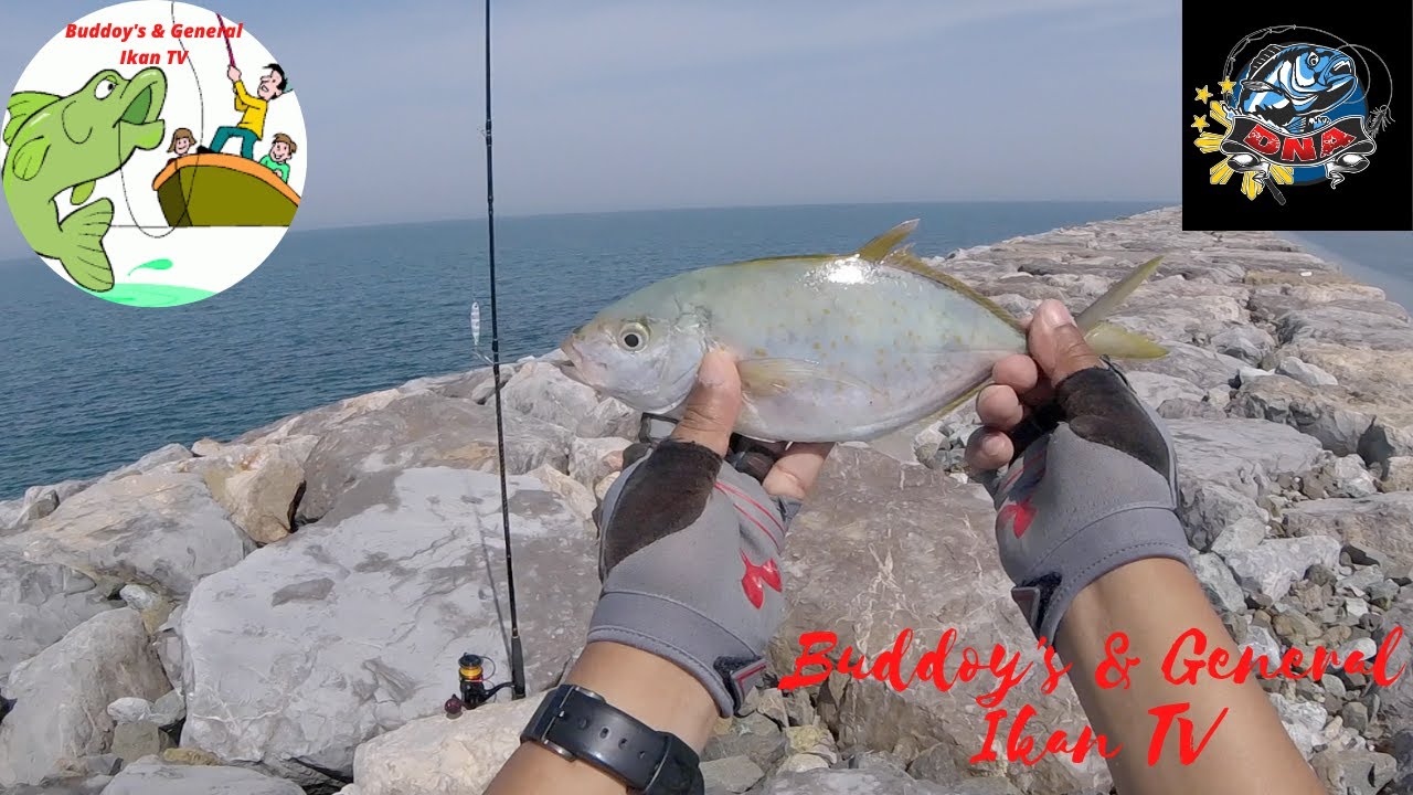 Kuning Terlihat Trevally I Yellow Spotted Trevally