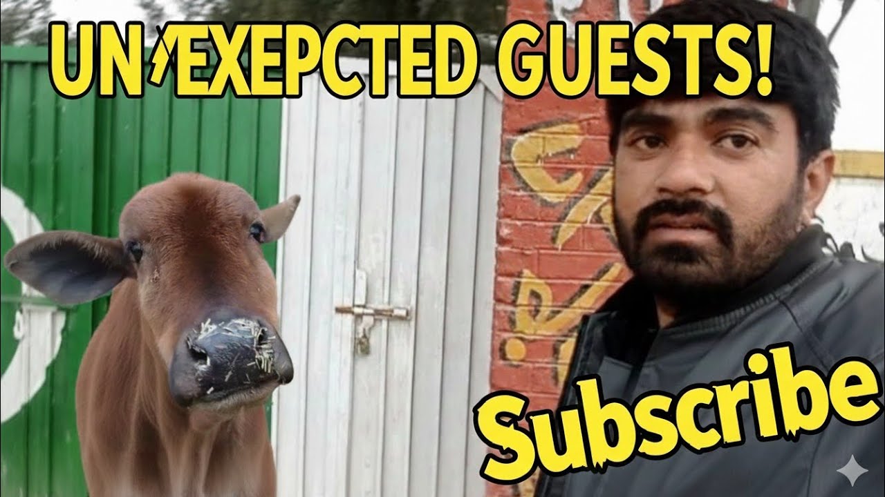 Cow ko b Vlog ma la lea🐮🐮