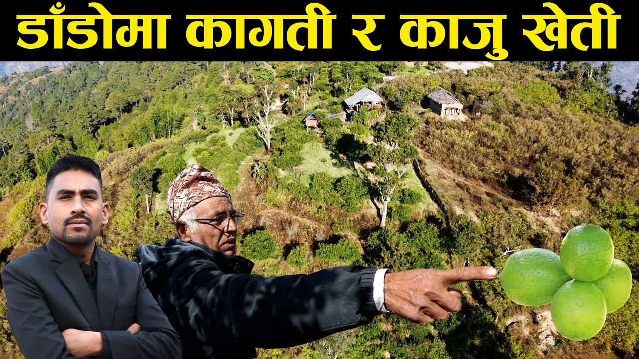 सबैले छोडेको डाँडोमा कागती र काजु खेती गरिरहेका उप्रेती बा - Lemon and cashew farming