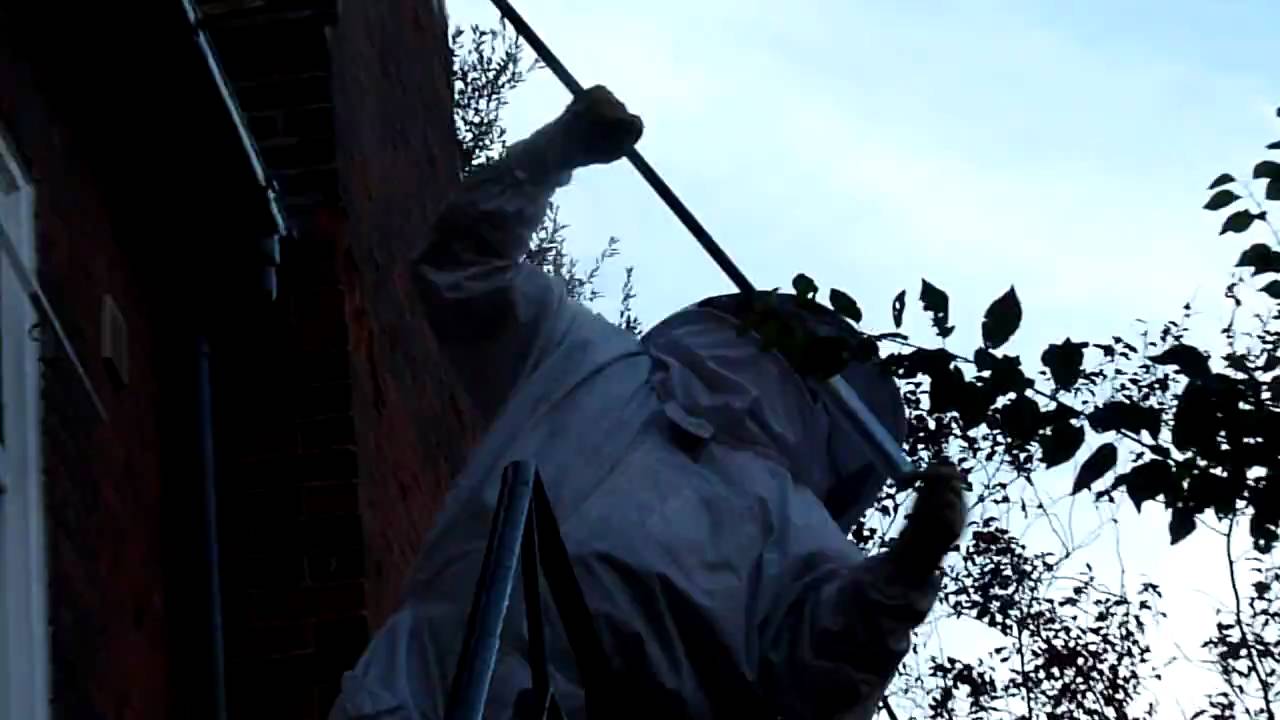 Wasp eradication