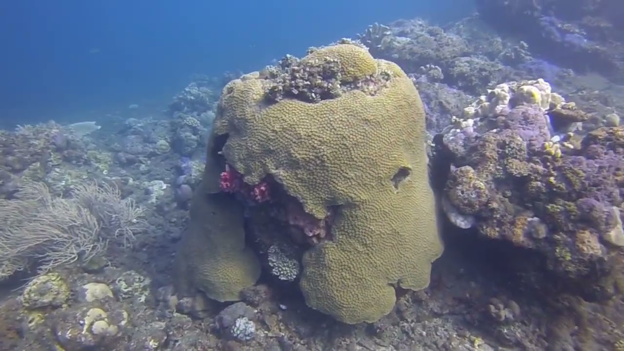 Bali Teluk-Karang Divers - Housereef - Day 1
