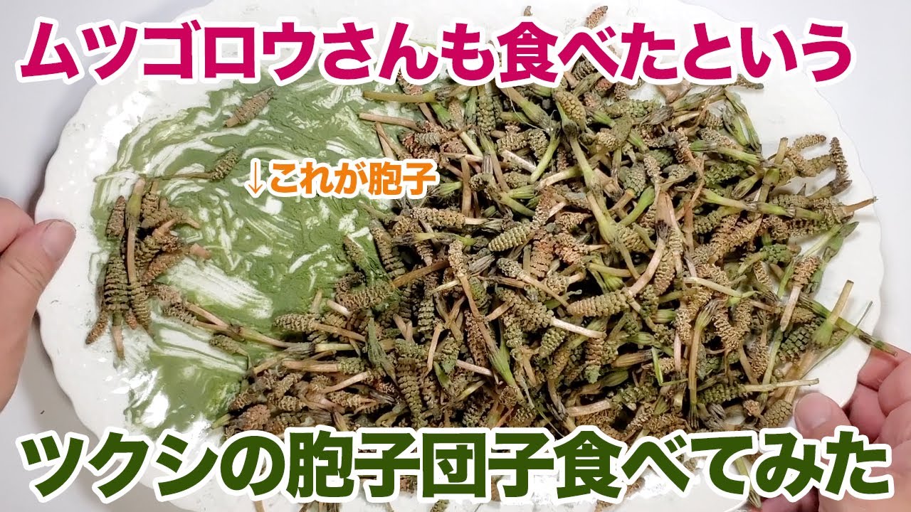 【ムツゴロウさんも食べた味？】つくしの胞子団子を食べてみた