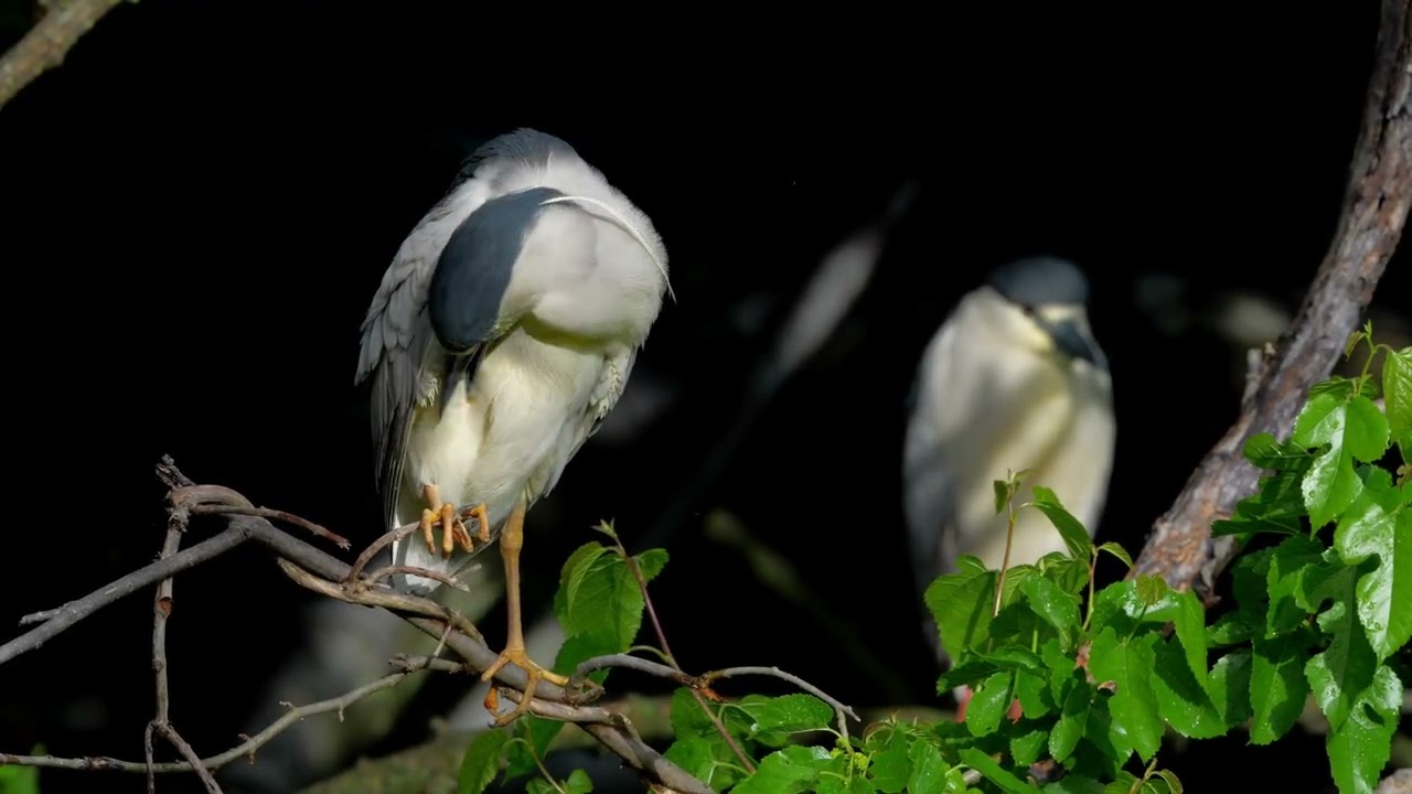 Black-crowned night heron preening