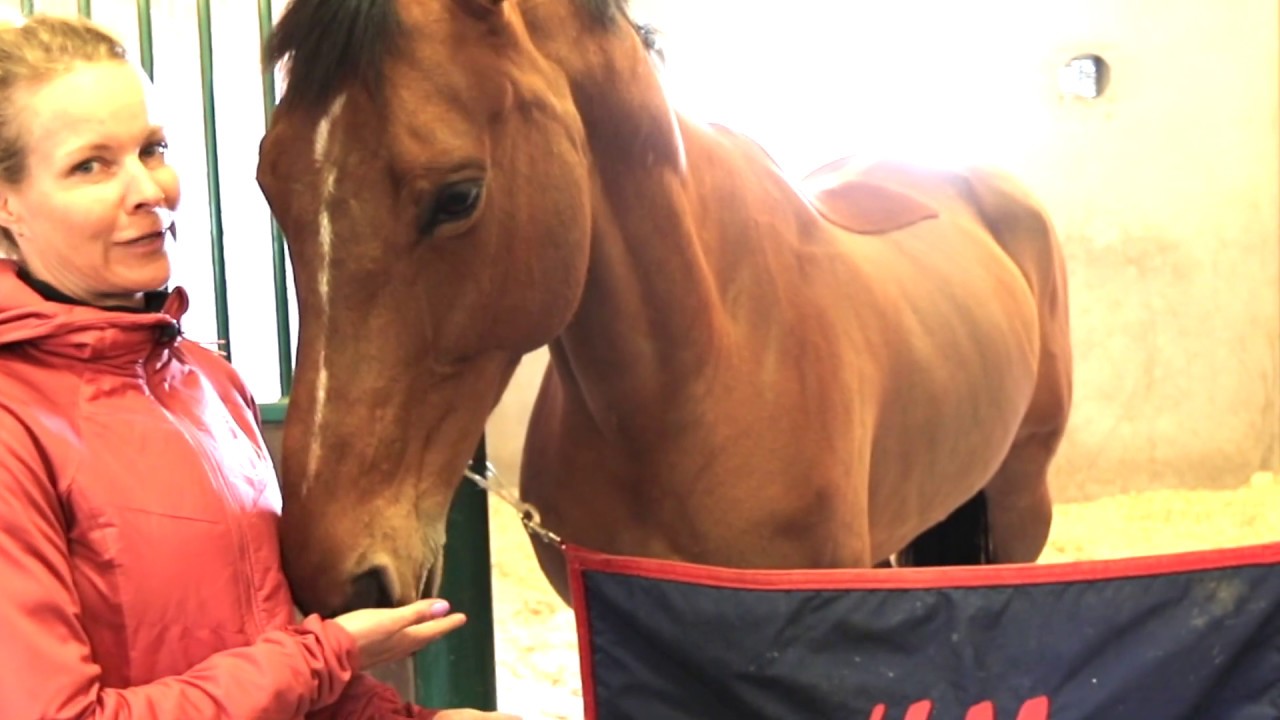 Meet the Stars - Stable Tour With Malin Baryard