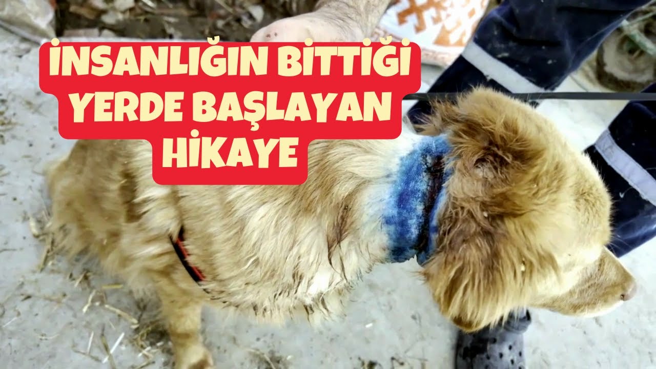 Yaralı Dostumuza Şifa Olduk | Yeni Kuzular Yeni Yaşamlar