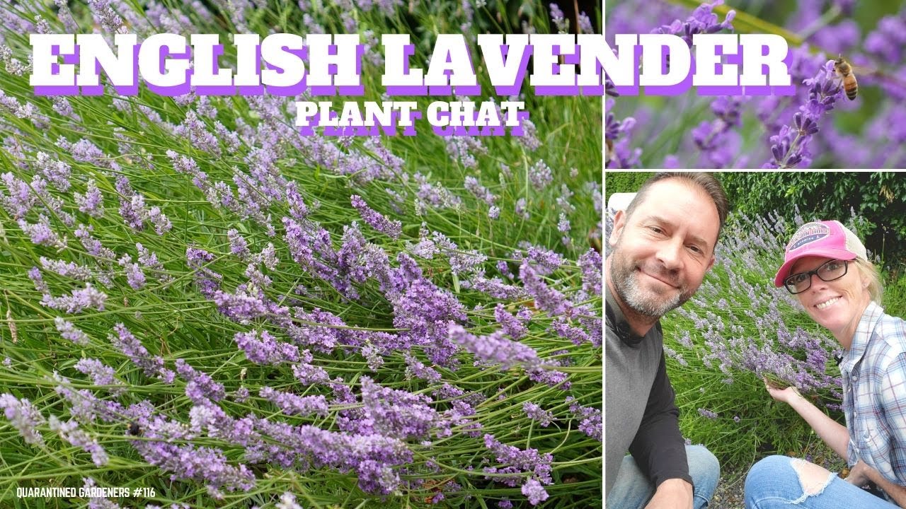 🌿 English Lavender Plant Chat - QG Day 116 🌿