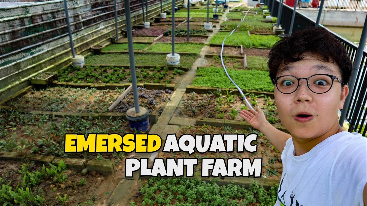 The COOLEST EMERSED AQUATIC PLANT FARM in SINGAPORE!