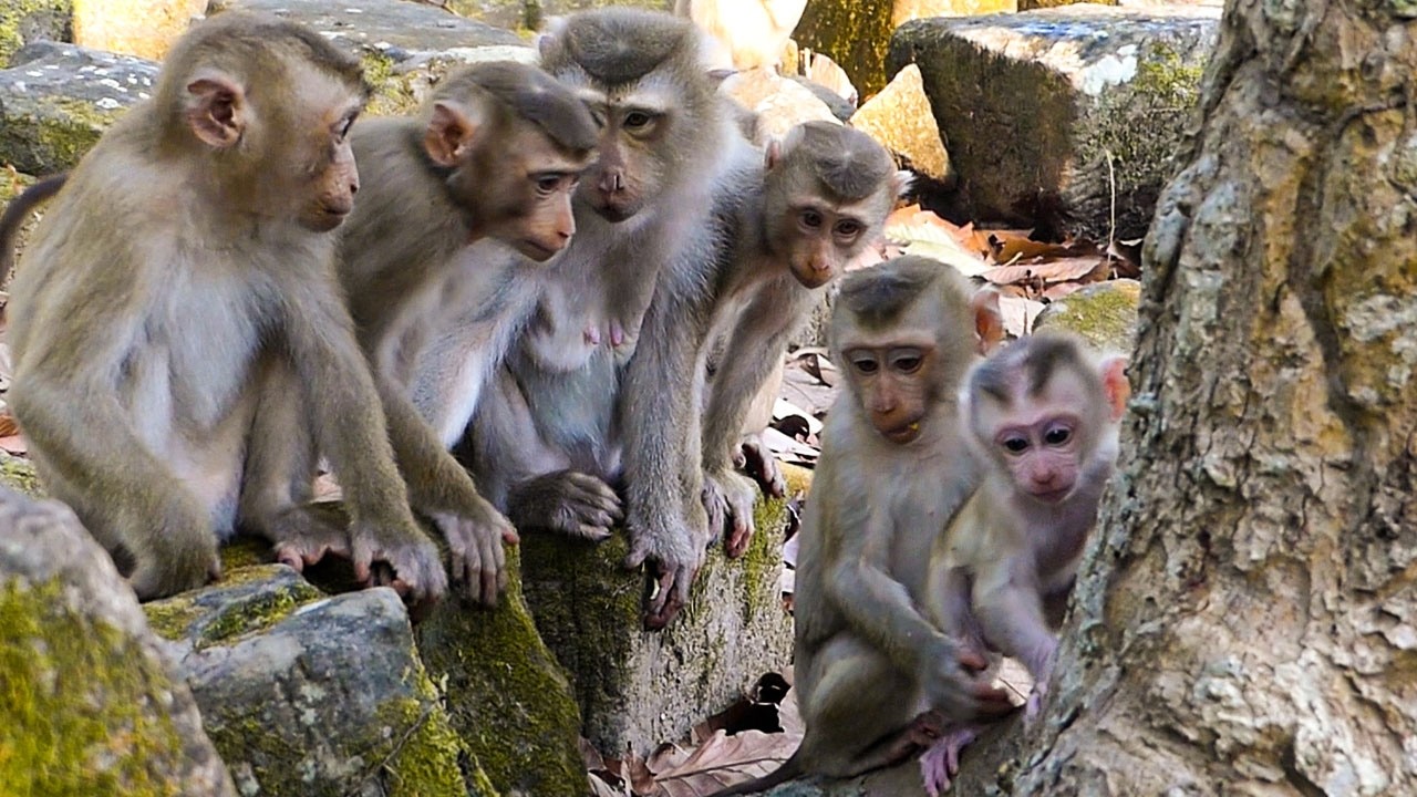Slow living in nature |ITS touching how juvenile monkeys adore baby Levy walking