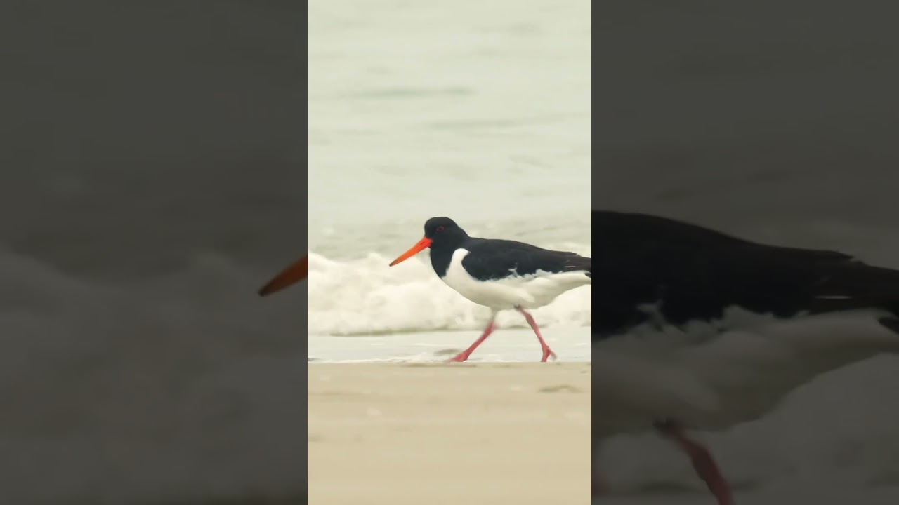 Oystercatcher &bull; IRISH WILDLIFE #birds #wildlife #nature