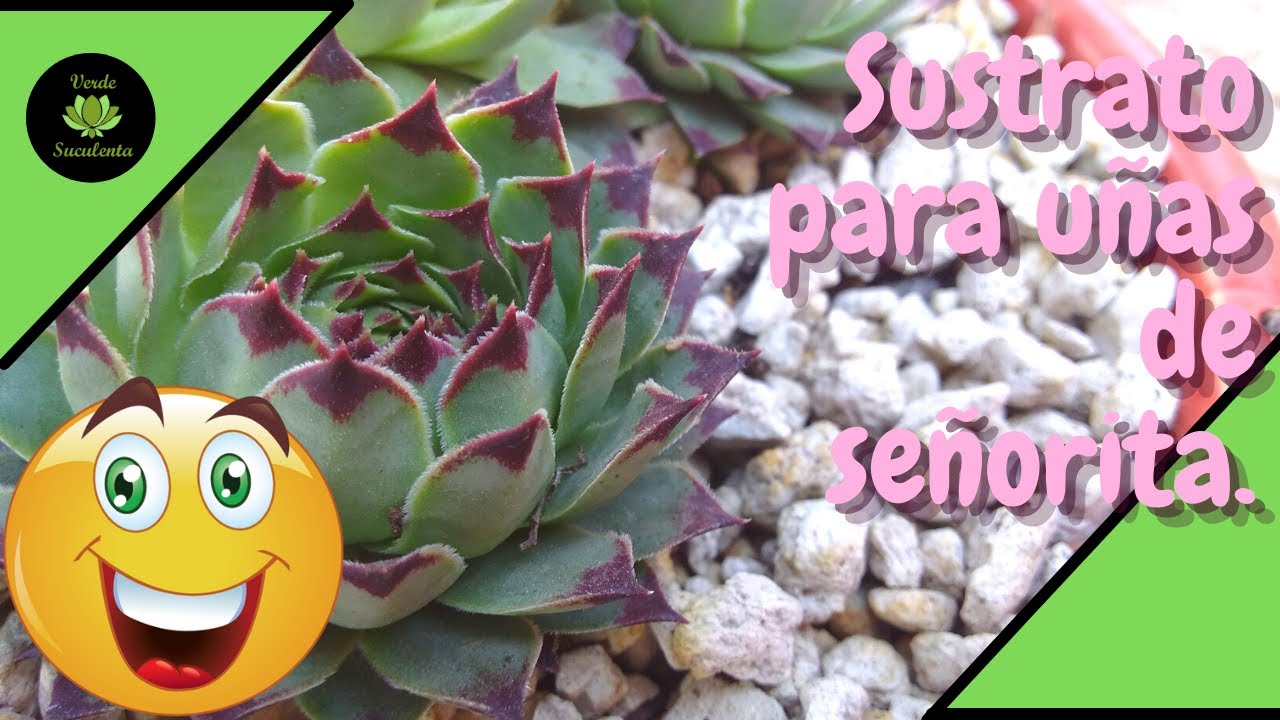 Evita problemas de pudrición en tus Sempervivum.