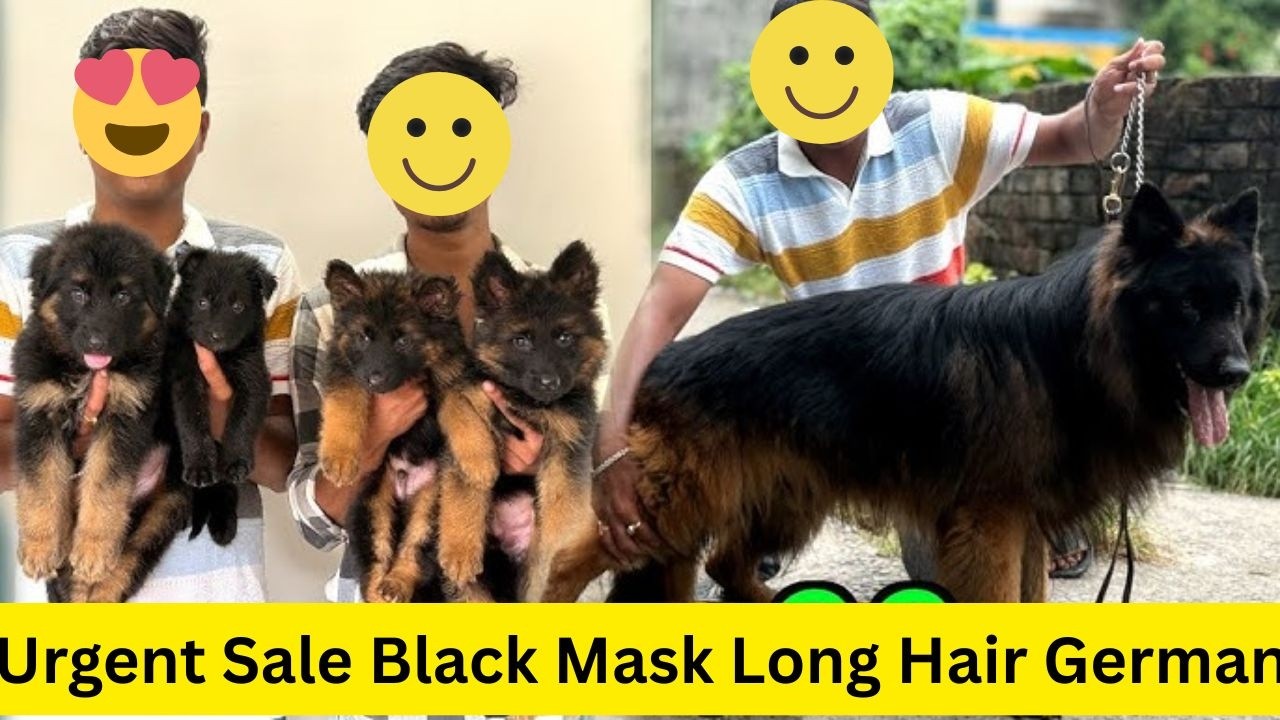 Long Haired German Shepherd Puppies for Sale in Delhi | Free Home Delivery | DogsBreedOfficial