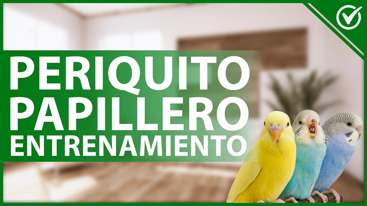 🦜 Cómo adiestrar a un PERIQUITO PAPILLERO - Guía completa de entrenamiento 🎵🦜