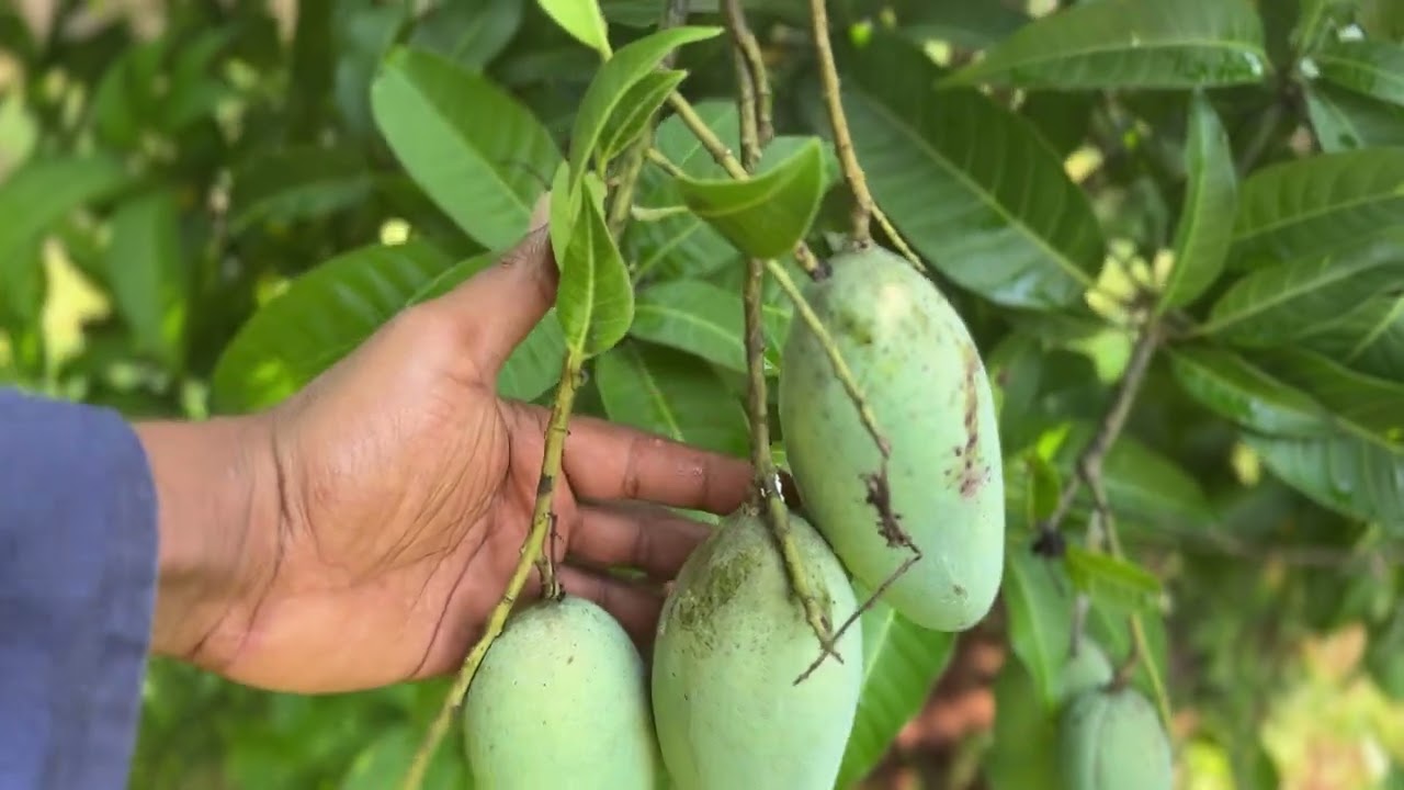 গাছ ভরা আম পেতে চাইলে এই ভিডিওটি আপনার জন্য #originalcontent #original #vairal_video #highlights 