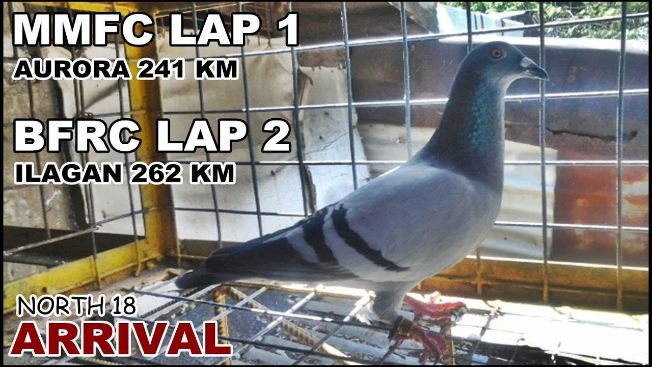 BFRC LAP2 ILAGAN MMFC LAP1 AURORA ARRIVAL RACING PIGEON