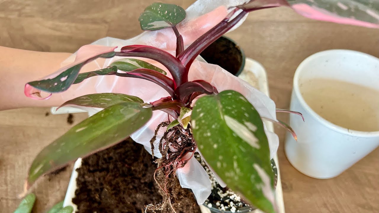 Pink Princess Philodendron Repot