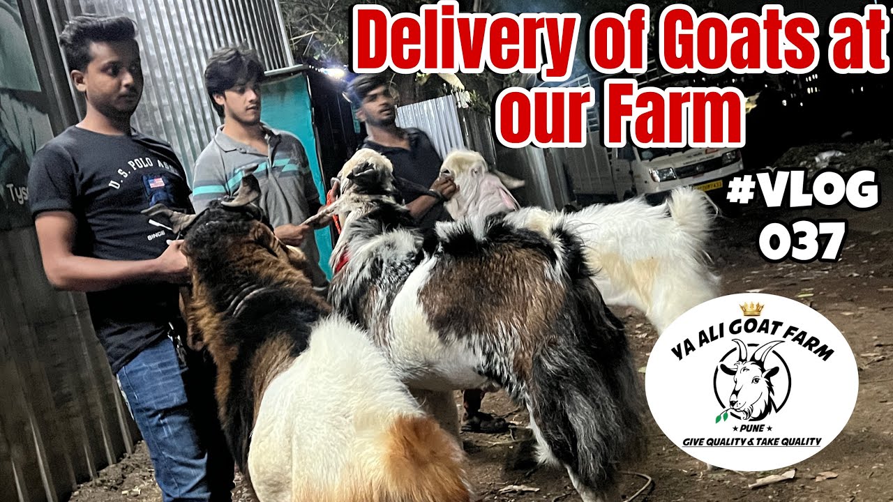Delivery of Goats At Our Farm #pune #goatfarm #farm #yaaligoatfarmpune #bakra #kota #kotagoats #goat
