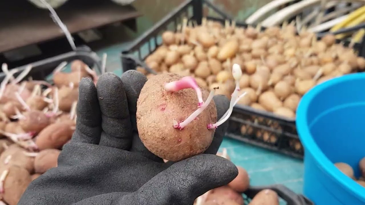 Готовлюсь  к большому урожаю.