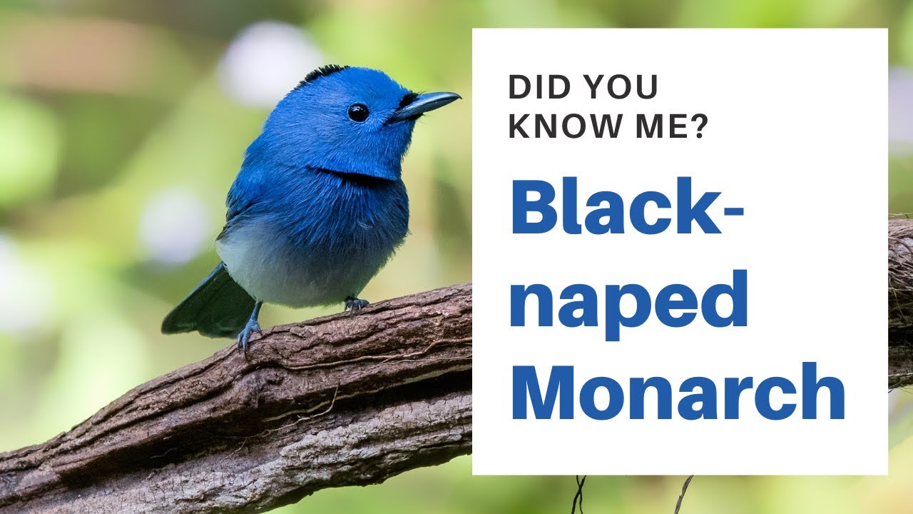 Black-naped Monarch facts 🦜 Black-naped  Blue Flycatcher 🦜 found in southern South-Eastern Asia