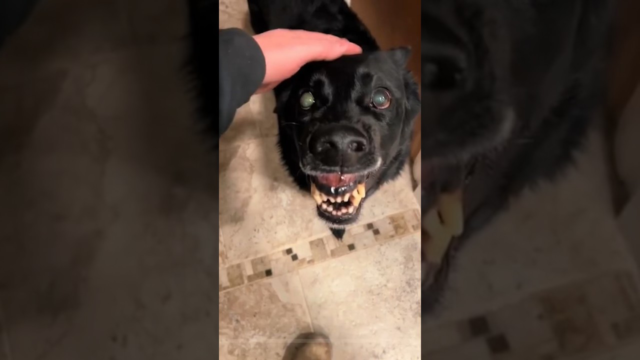Is This GROWLING Dog a Threat to His Owner?