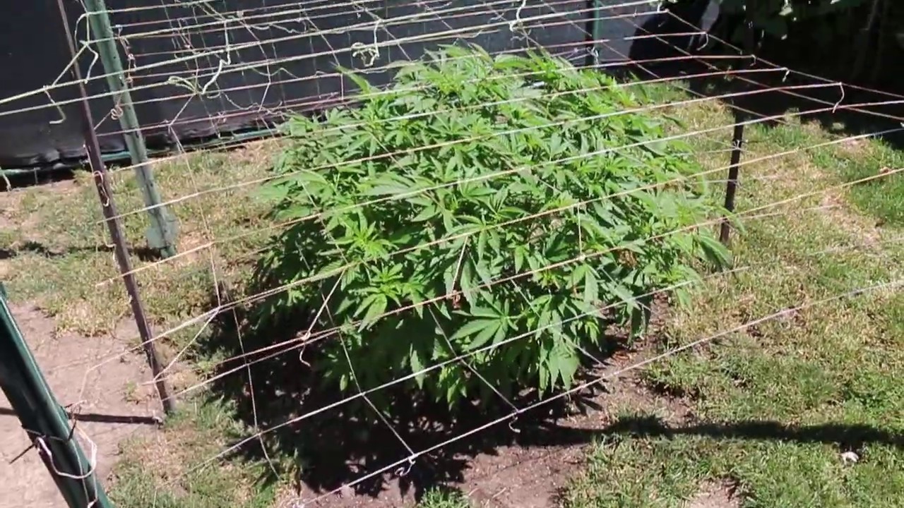 Outdoor Garden, SCROG / low stress training.. Day 74..2020👽🌳