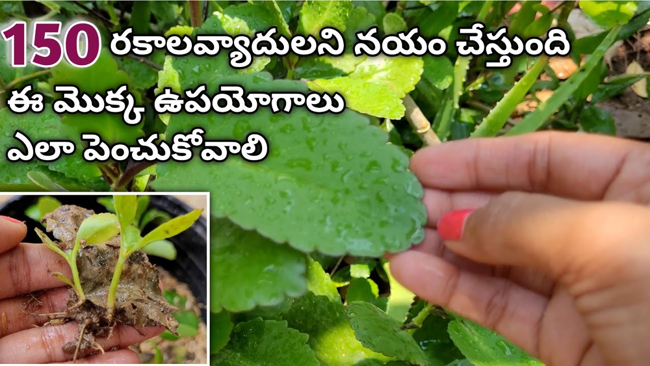 ranapala plant uses | ranapala aku propagation | miracle plant for kidney stones | ranapala mokka