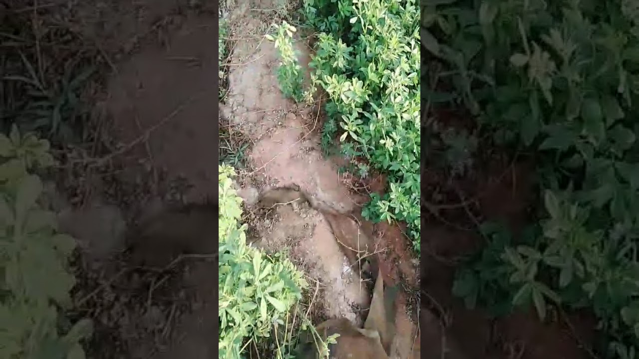 مدينة الخارجه طريق الخارجه أسيوط بجوار مجمع كليات محافظة الوادي الجديد 01227030169