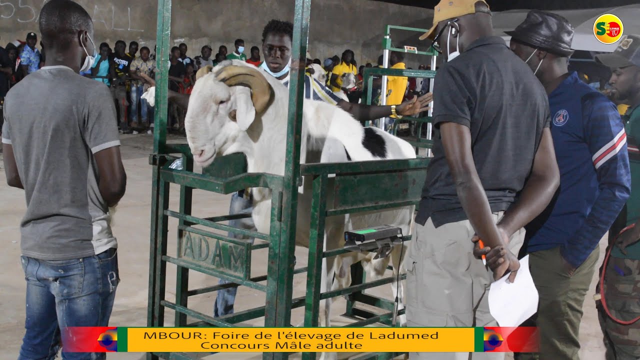 MBOUR: Foire de l'élevage de Ladumed , concours mâle adulte