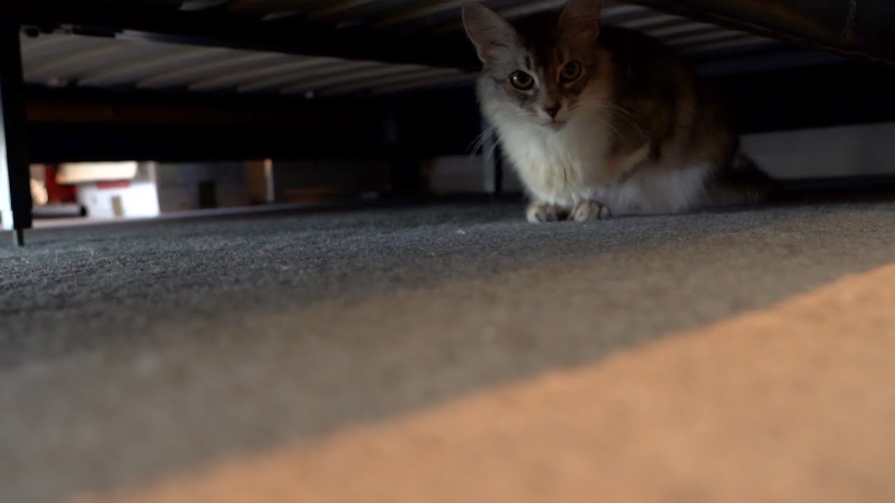 5 Ways to Get the Cat Out from under the Bed