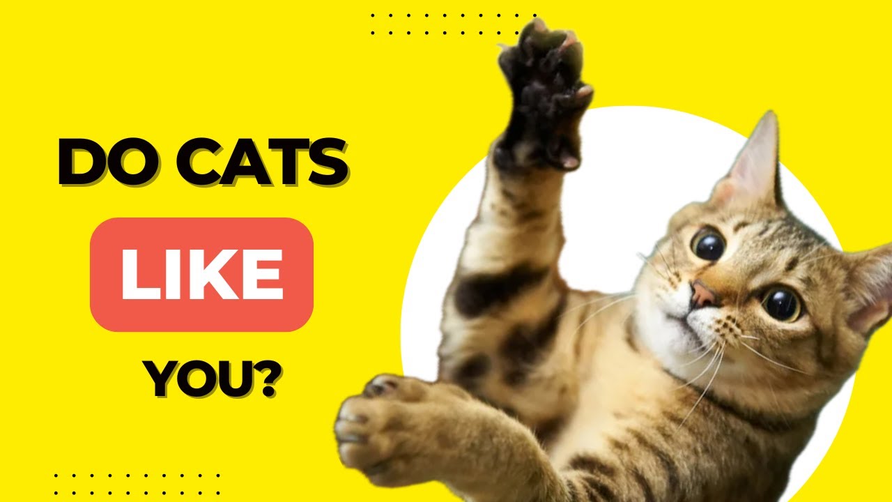 What Kind of People Do Cats Love the Most?